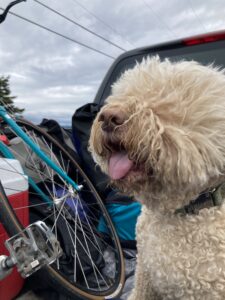 A Lagotto Romagnolo dog in the back of a truck with a bicyle.